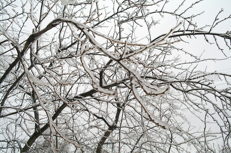 Ice on branches of a tree in the winter, Moscow Region